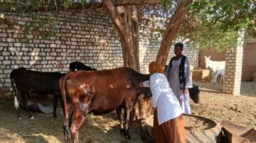 أسوان .. قوافل علاجية مجانية لخدمة القرى والمناطق النائية