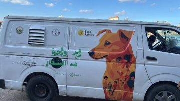 إنشاء أول مركز لرعاية الكلاب الضالة بدمياط بإشراف كامل من الطب البيطرى