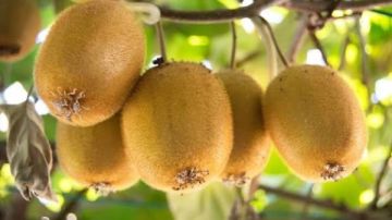 ماذا يحدث للجسم عند تناول الكيوي؟.. تقوية المناعة الأبرز