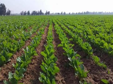 حازم المنوفي: جهاز مستقبل مصر صمام أمان للأسواق وداعم حقيقي للأمن الغذائي