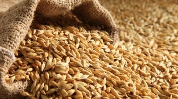 الشعير.. كيف يساعد مرضى السكري على ضبط سكر الدم وصحة القلب؟