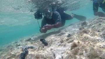 خيار البحر يظهر بكثافة.. ما الذي يحدث في مرسى علم؟