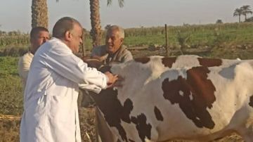 الزراعة: تحصين 2.1 مليون رأس ماشية ضمن الحملة الاستثنائية ضد الحمى القلاعية الزراعة: تحصين 2.1 مليون رأس ماشية ضمن الحملة الاستثنائية ضد الحمى القلاعية