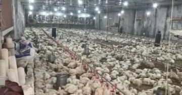 الغرفة التجارية: ارتفاع أسعار الدواجن غير طبيعي ومحاسبة كبار المنتجين ضرورة الغرفة التجارية: ارتفاع أسعار الدواجن غير طبيعي ومحاسبة كبار المنتجين ضرورة