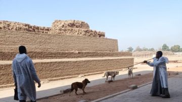 جهود مكافحة السعار.. الزراعة تعلن تحصين وتعقيم أكثر من 11 ألف كلب منذ يناير