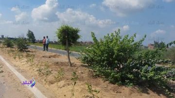 خبير: تنفيذ 32 من مبادرة 100 مليون شجرة .. وخطة للوصول إلى 50 