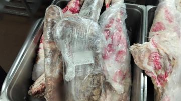 ضبط 155 كجم لحوم غير صالحة للاستهلاك الآدمي خلال حملة تفتيش بسفاجا