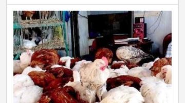 أسعار الدواجن في أسوان اليوم السبت 7-2-2026