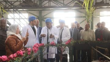 محافظ قنا يفتتح موسم عصير القصب بمصنع سكر دشنا