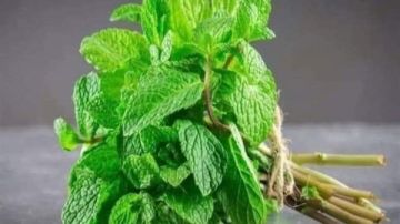 بعيدا عن المعدة .. النعناع علاج لمشكلة صحية منتشرة بكثرة