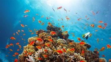 مرسى علم.. سر مصر الذي أبهر البريطانيين