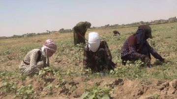 حكم الإفطار في رمضان لأصحاب الأعمال الشاقة.. دار الإفتاء تجيب حكم الإفطار في رمضان لأصحاب الأعمال الشاقة.. دار الإفتاء تجيب