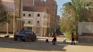 بيطري قنا: تحصين وتعقيم 96 كلبا ضالا