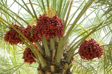 صحيفة عبرية: عاصفة التمر الإسرائيلي تهز مصر