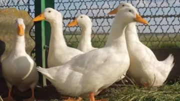  منتجي الدواجن يحذر: ارتفاع أسعار البط 100 قبل رمضان بأسبوع