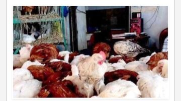 أسعار الدواجن في أسوان اليوم السبت 28-2-2026 أسعار الدواجن في أسوان اليوم السبت 28-2-2026