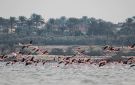 مصور يوثق مشاهد حالمة لطيور الفلامنجو في بحيرة قارون بمصر - eg