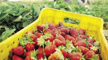 لتفادي تأثر الحرب مصر تضخ منتجات التصدير إلى السوق المحلية.. وخبير يعلق لتفادي تأثر الحرب مصر تضخ منتجات التصدير إلى السوق المحلية.. وخبير يعلق