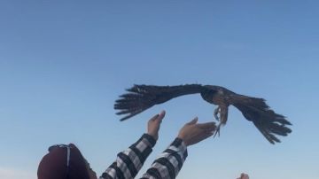 الزراعة أنقذتها من التجارة.. إعادة إطلاق 10 صقور نادرة إلى الطبيعة