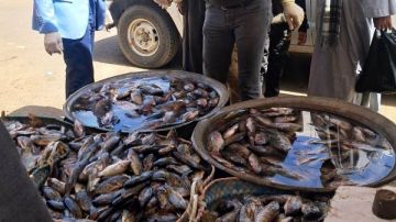 ضبط 860 كيلو جرام لحوم ورنجة فاسدة في حملة بسوهاج.. صور