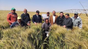 الزراعة: موسم مبشر لحصاد القمح بتوشكى وشرق العوينات الزراعة: موسم مبشر لحصاد القمح بتوشكى وشرق العوينات