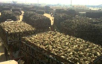 توريد أكثر من 62 ألف طن بنجر السكر ببني سويف لمصنعي الفيوم والمنيا