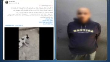 بعد تداول الفيديو.. الداخلية تضبط شخصا اعتدى على كلب ضال بالقاهرة بعد تداول الفيديو.. الداخلية تضبط شخصا اعتدى على كلب ضال بالقاهرة