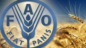 الوزراء: فاو تؤكد أن تداعيات الصراع على تكاليف الغذاء تثير قلقا متزايدا