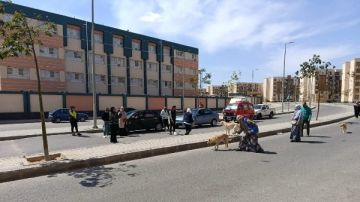 حملات موسعة لتطعيم الكلاب الضالة بمدينة العبور الجديدة