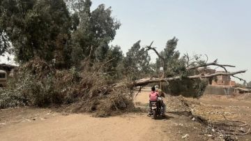 بسبب التقلبات الجوية.. سقوط شجرة كبيرة على أسلاك الكهرباء في المنوفية