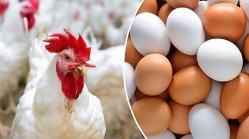 ثانى أيام العيد.. اختلافات طفيفة في أسعار الدواجن والبيض بالأسواق