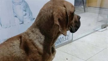 واقعة كلب السويس تثير الجدل.. ما حقيقة اغتصابه من 5 شباب؟