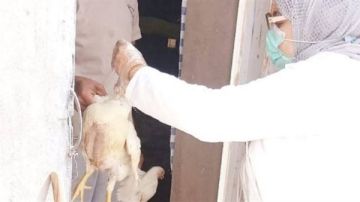 حملات بيطرية بالخارجة لسحب عينات دواجن والتأكد من خلوها من إنفلونزا الطيور