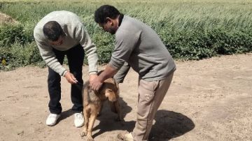 الطب البيطري: تحصين 27 كلبا ضد السعار في كفر الشيخ