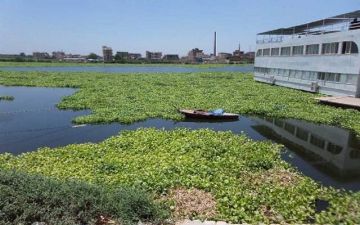 مصر تطلق مبادرة لتحويل ورد النيل إلى منتجات اقتصادية وتمكين المرأة