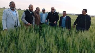 أخبار الوادي الجديد: جولة ميدانية لمتابعة إنتاجية محصول القمح.. واستقرار في أسعار المواد الغذائية