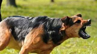 كلب ضال يعقر 6 أطفال أمام منازلهم بالمعنا فى قنا