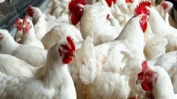 بشرة خير أم هدوء مؤقت.. هل يستمر انخفاض أسعار الدواجن بعد انتهاء إجازة العيد؟