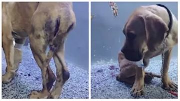 تفاصيل صادمة في واقعة كلب السويس.. بلاغ ضد 5 شباب وتحقيقات لكشف الحقيقة