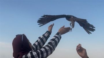 إعادة إطلاق 10 صقور نادرة إلى الطبيعة بعد إنقاذها من التجارة غير الشرعية إعادة إطلاق 10 صقور نادرة إلى الطبيعة بعد إنقاذها من التجارة غير الشرعية