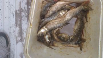 ضبط طن أسماك مملحة فاسدة ولحوم غير صالحة في المنيا
