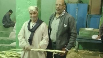 إدارة المحاصيل السكرية بالأقصر تواصل متابعة أعمال توريد قصب السكر لمصانع أرمنت