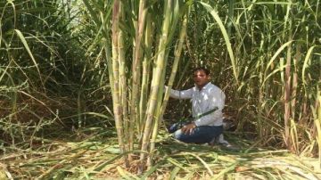 التموين : توريد 2.9 مليون طن قصب للصناعات التكاملية.. وإنتاج 306 آلاف طن سكر