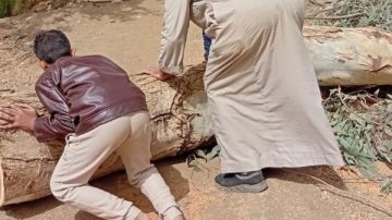 بسبب الرياح.. سقوط شجرة كافور وقطع أسلاك أعمدة كهربائية في المنوفية