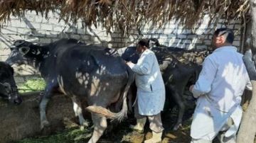 بـ41 فرقة بيطرية.. الوادي الجديد تستعد للحملة القومية للتحصين ضد مرض الجلد العقدي بـ41 فرقة بيطرية.. الوادي الجديد تستعد للحملة القومية للتحصين ضد مرض الجلد العقدي