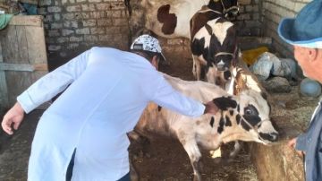 بيطري الغربية: تحصين 28 ألف رأس ماشية ضد الجلد العقدي للأبقار وجدري الأغنام والماعز