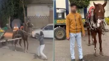 الأمن يكشف لغز فيديو كرباج القليوبية.. والمتهم: الحصان كسر عظمة حاجب شقيقي