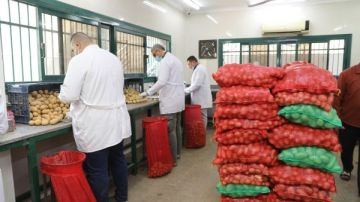 بإجمالي 411 ألف طن.. الزراعة: فحص 290 ألف طن بطاطس معدة للتصدير خلال فبراير