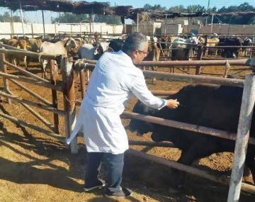  غدا انطلاق فعاليات الحملة القومية لتحصين الثروة الحيوانية ببني سويف ضد أمراض جدري الماشية والضأن