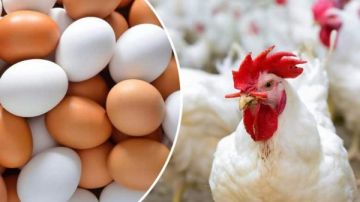 25 جنيها.. أسعار الدواجن تواصل التراجع في الأسواق